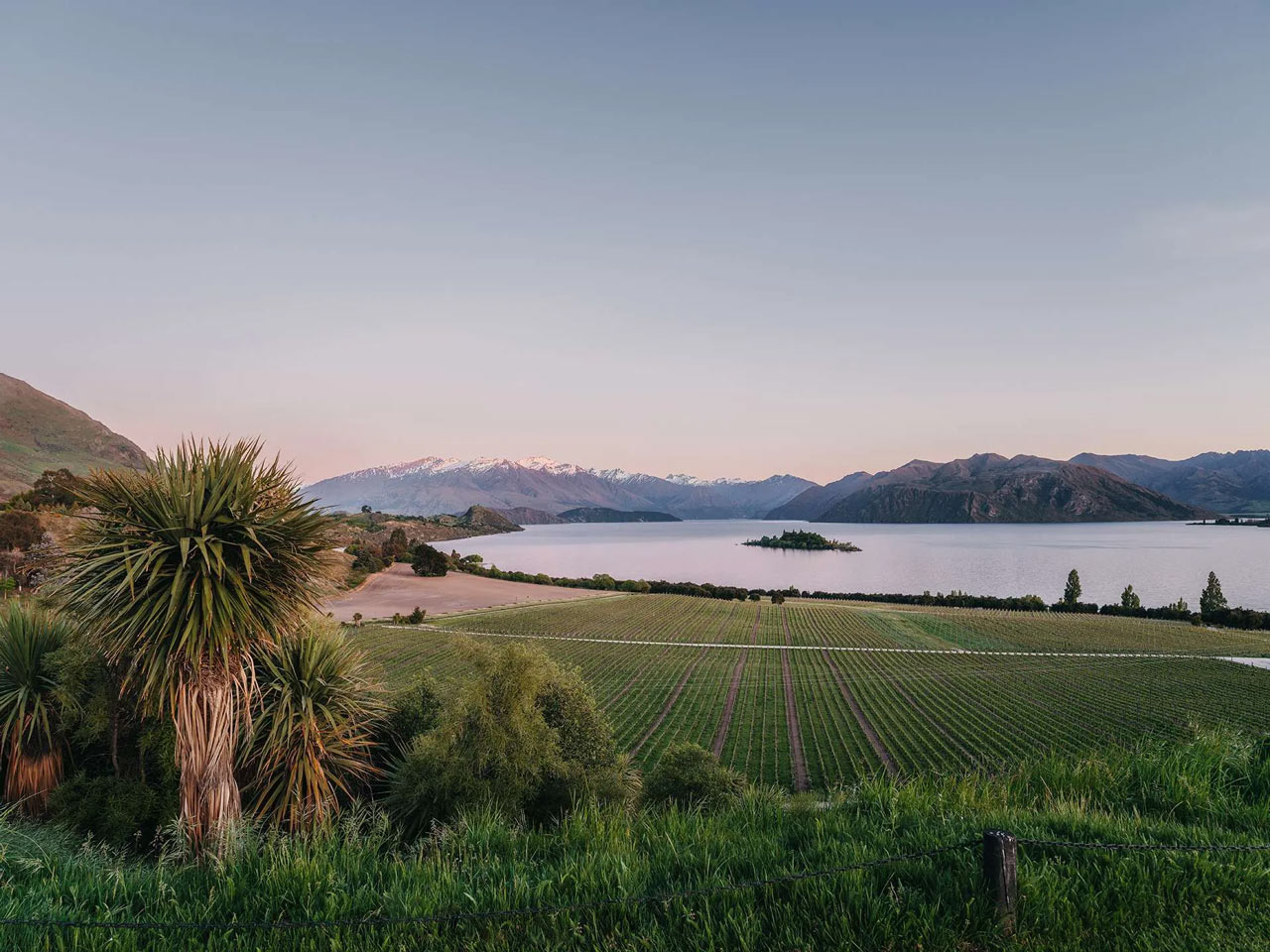 Rippon Vineyard