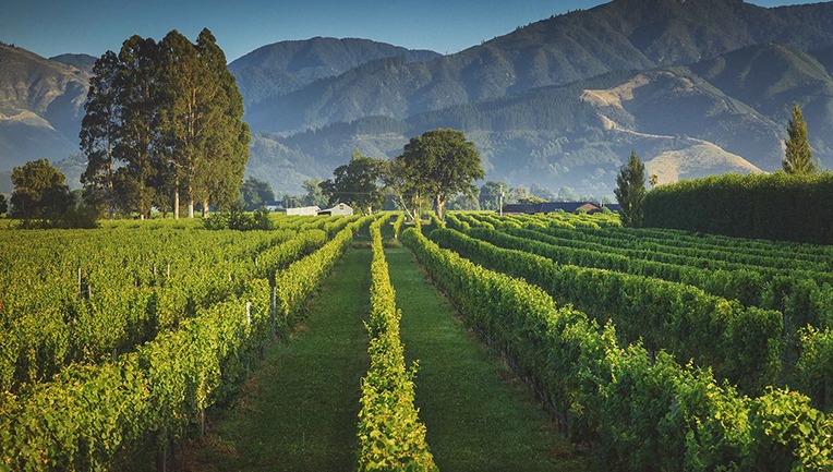 Giesen Wines Giesen Wines