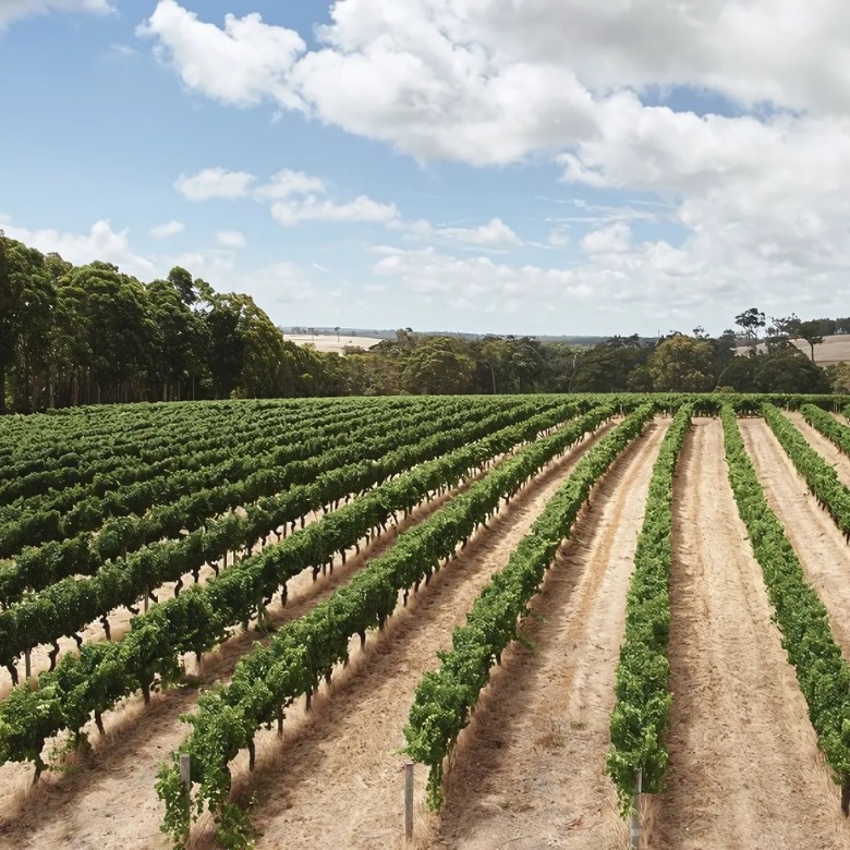 Vasse Felix